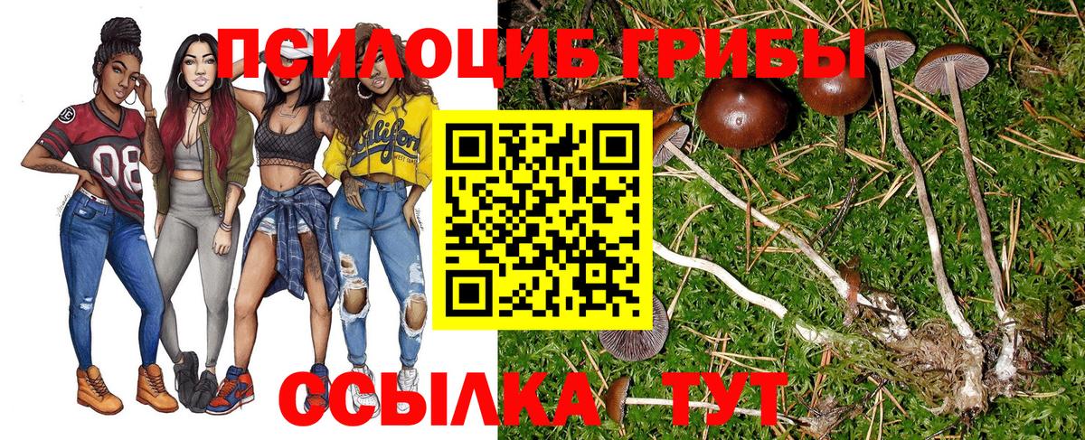Псилоцибиновые грибы Psilocybine cubensis Кисловодск